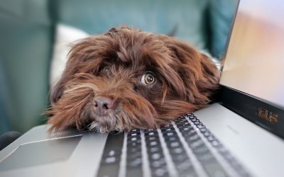 Enhancing Telco Efficiency: How Much Is That Doggie in the Window?